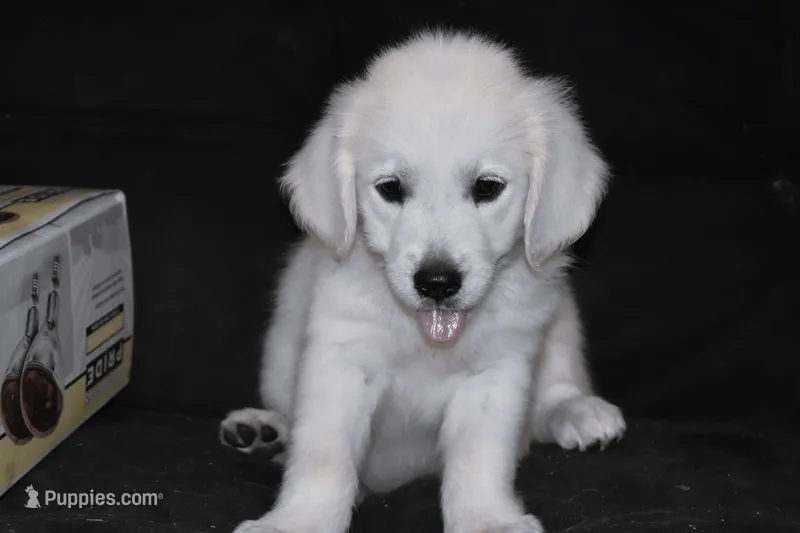 AKC Ruby – English Cream Golden Retriever puppy for sale in Winder, GA