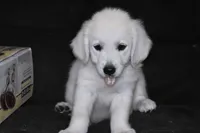 AKC Ruby, a female English Cream Golden Retriever for sale in Winder, GA – 1 of 7
