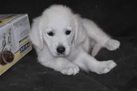 AKC Ruby, a female English Cream Golden Retriever for sale in Winder, GA – 2 of 7