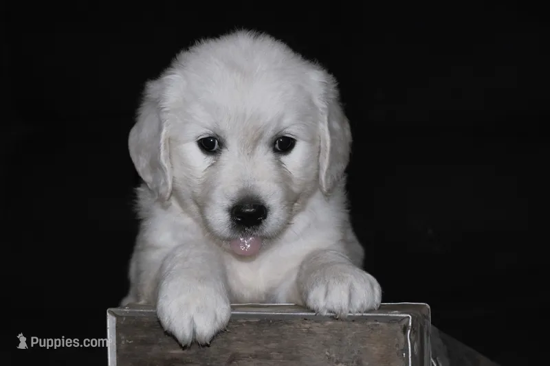 AKC Leo  – English Cream Golden Retriever puppy for sale in Winder, GA