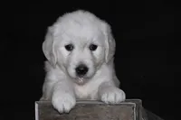 AKC Leo , a male English Cream Golden Retriever for sale in Winder, GA – 1 of 9