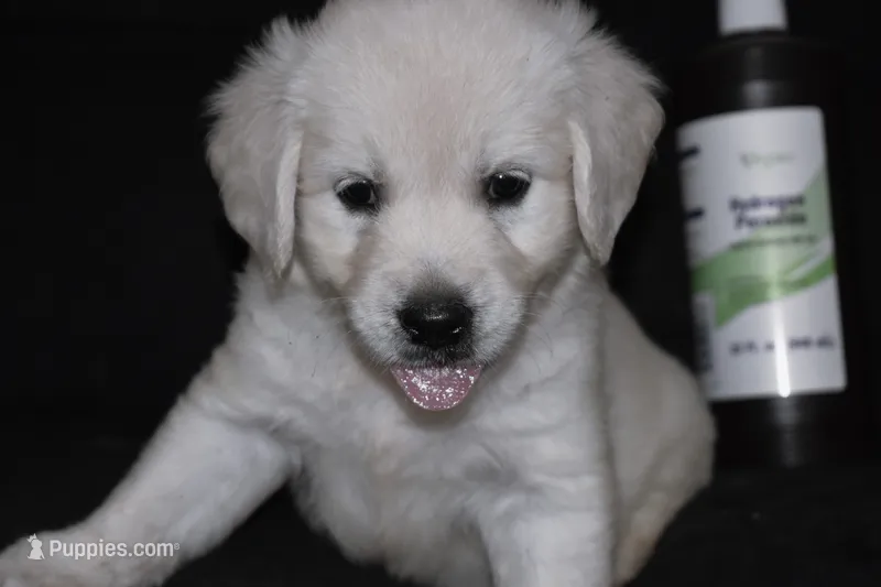 AKC Penny  – English Cream Golden Retriever puppy for sale in Winder, GA