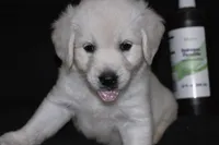 AKC Penny , a female English Cream Golden Retriever for sale in Winder, GA – 1 of 9