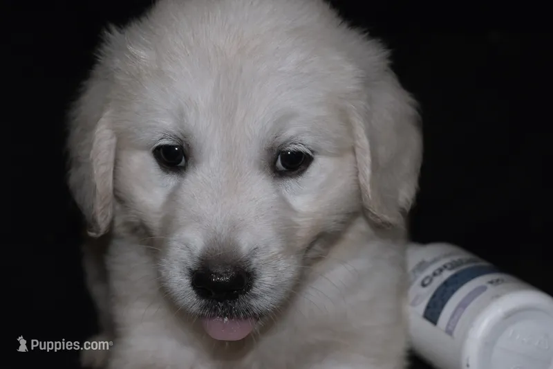 AKC Leo  – English Cream Golden Retriever puppy for sale in Winder, GA