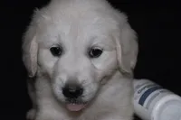 AKC Leo , a male English Cream Golden Retriever for sale in Winder, GA – 1 of 8