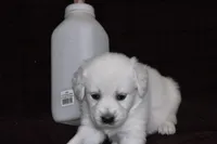 AKC Bella , a female English Cream Golden Retriever for sale in Winder, GA – Photo 3 of 7