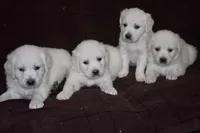 AKC Bella , a female English Cream Golden Retriever for sale in Winder, GA – Photo 7 of 7