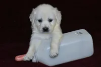 AKC Bella , a female English Cream Golden Retriever for sale in Winder, GA – Photo 2 of 7