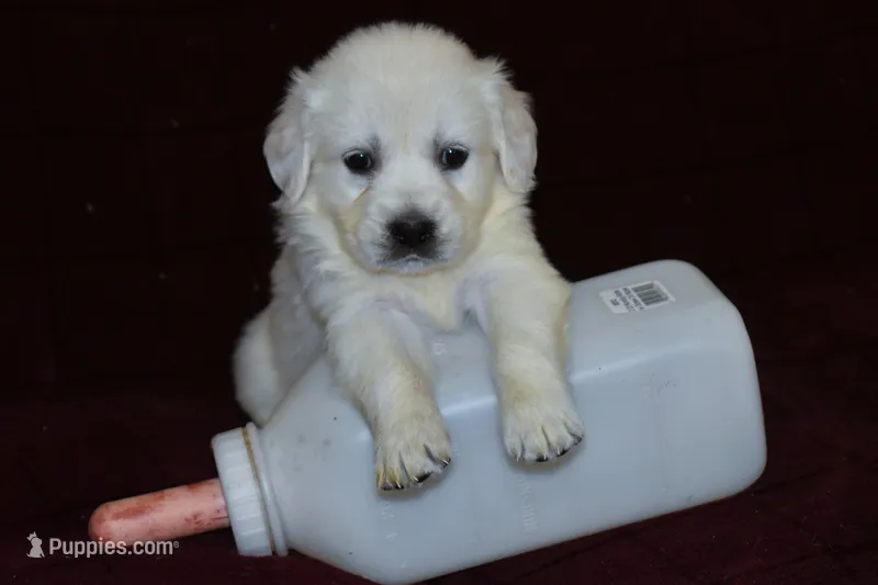AKC Bella  – English Cream Golden Retriever puppy for sale in Winder, GA