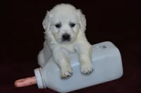 AKC Bella , a female English Cream Golden Retriever for sale in Winder, GA – Photo 1 of 7