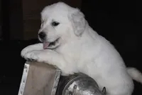 AKC Leo , a male English Cream Golden Retriever for sale in Winder, GA – 4 of 9