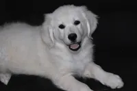 AKC Bear, a male English Cream Golden Retriever for sale in Winder, GA – 3 of 8