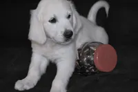 AKC Tucker , a male English Cream Golden Retriever for sale in Winder, GA – 4 of 8