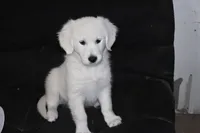 AKC Daisy, a female English Cream Golden Retriever for sale in Winder, GA – 8 of 8