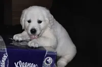 AKC COOPER, a male English Cream Golden Retriever for sale in Winder, GA – 6 of 9