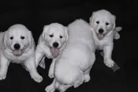 AKC Nala, a female English Cream Golden Retriever for sale in Winder, GA – 9 of 9