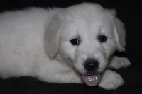 AKC Leo , a male English Cream Golden Retriever for sale in Winder, GA – 5 of 8