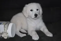 AKC Daisy, a female English Cream Golden Retriever for sale in Winder, GA – 5 of 8