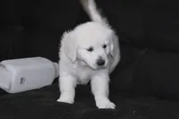 AKC Buddy, a male English Cream Golden Retriever for sale in Winder, GA – Photo 6 of 7