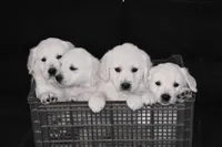 AKC Buddy, a male English Cream Golden Retriever for sale in Winder, GA – Photo 7 of 7