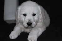 AKC Buddy, a male English Cream Golden Retriever for sale in Winder, GA – Photo 2 of 7