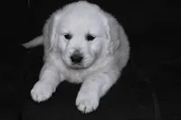 AKC Buddy, a male English Cream Golden Retriever for sale in Winder, GA – Photo 4 of 7