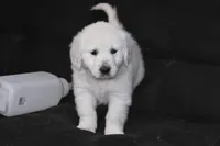 AKC Buddy, a male English Cream Golden Retriever for sale in Winder, GA – Photo 5 of 7