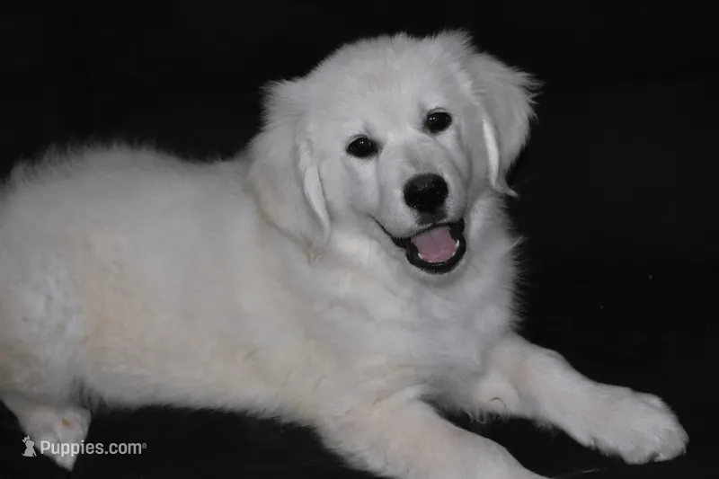 AKC Bear – English Cream Golden Retriever puppy for sale in Winder, GA