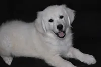 AKC Bear, a male English Cream Golden Retriever for sale in Winder, GA – 1 of 8