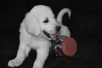 AKC Tucker , a male English Cream Golden Retriever for sale in Winder, GA – 6 of 8