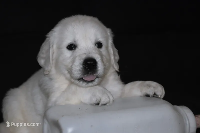 AKC LUNA – English Cream Golden Retriever puppy for sale in Winder, GA