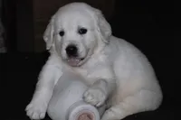 AKC LUNA, a female English Cream Golden Retriever for sale in Winder, GA – 5 of 8