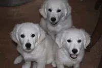 AKC Luna, a female English Cream Golden Retriever for sale in Winder, GA – 7 of 7