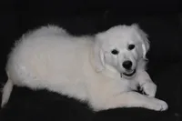 AKC Bear, a male English Cream Golden Retriever for sale in Winder, GA – 6 of 8
