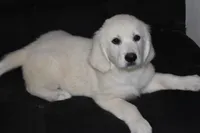 AKC Cooper, a male English Cream Golden Retriever for sale in Winder, GA – 4 of 7