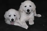 AKC Ruby, a female English Cream Golden Retriever for sale in Winder, GA – 6 of 7