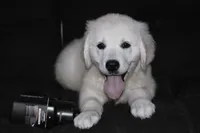 AKC Lucy, a male English Cream Golden Retriever for sale in Winder, GA – 3 of 4