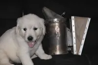 AKC Leo , a male English Cream Golden Retriever for sale in Winder, GA – 5 of 9