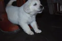 AKC Bella , a female English Cream Golden Retriever for sale in Winder, GA – Photo 3 of 7