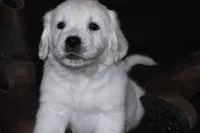 AKC Bella , a female English Cream Golden Retriever for sale in Winder, GA – Photo 2 of 7