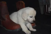 AKC Bella , a female English Cream Golden Retriever for sale in Winder, GA – Photo 5 of 7