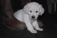 AKC Bella , a female English Cream Golden Retriever for sale in Winder, GA – Photo 4 of 7
