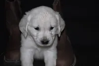 AKC Bella , a female English Cream Golden Retriever for sale in Winder, GA – Photo 7 of 7