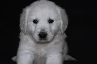 AKC Bella , a female English Cream Golden Retriever for sale in Winder, GA – Photo 1 of 7