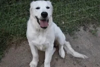 AKC COCO , a female English Cream Golden Retriever for sale in Winder, GA – 5 of 8