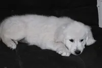 AKC Max , a male English Cream Golden Retriever for sale in Winder, GA – 8 of 9