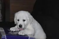AKC COOPER, a male English Cream Golden Retriever for sale in Winder, GA – 5 of 9
