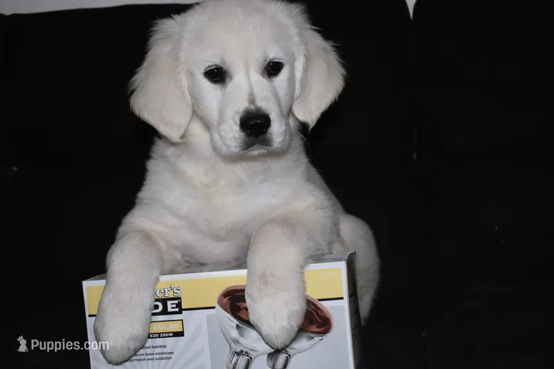 AKC Luna – English Cream Golden Retriever puppy for sale in Winder, GA