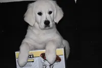 AKC Luna, a female English Cream Golden Retriever for sale in Winder, GA – 1 of 7