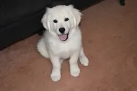 AKC Cooper, a male English Cream Golden Retriever for sale in Winder, GA – 2 of 7